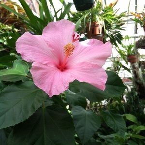 @blksusie Separate pandora charm